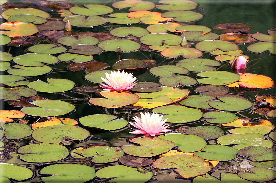 foto Giardini Trauttmansdorff - Giardini acquatici